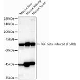 Western Blot - Anti-TGFBI Antibody (A14064) - Antibodies.com