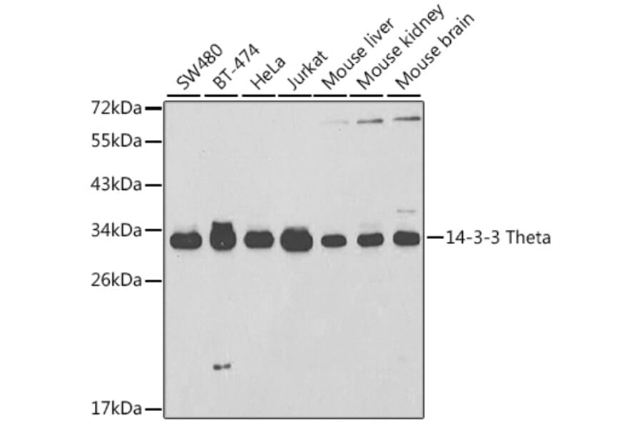 Western Blot - Anti-14-3-3 Theta/Tau Antibody (A14066) - Antibodies.com