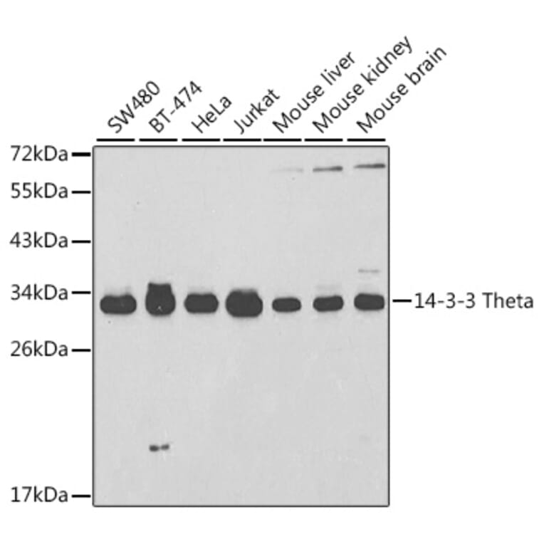 Western Blot - Anti-14-3-3 Theta/Tau Antibody (A14066) - Antibodies.com
