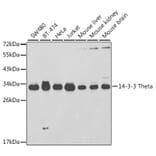 Western Blot - Anti-14-3-3 Theta/Tau Antibody (A14066) - Antibodies.com