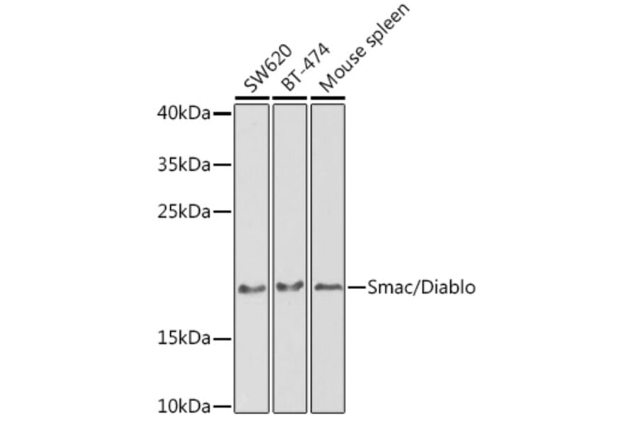 Western Blot - Anti-Smac/Diablo Antibody (A14067) - Antibodies.com