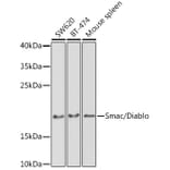 Western Blot - Anti-Smac/Diablo Antibody (A14067) - Antibodies.com