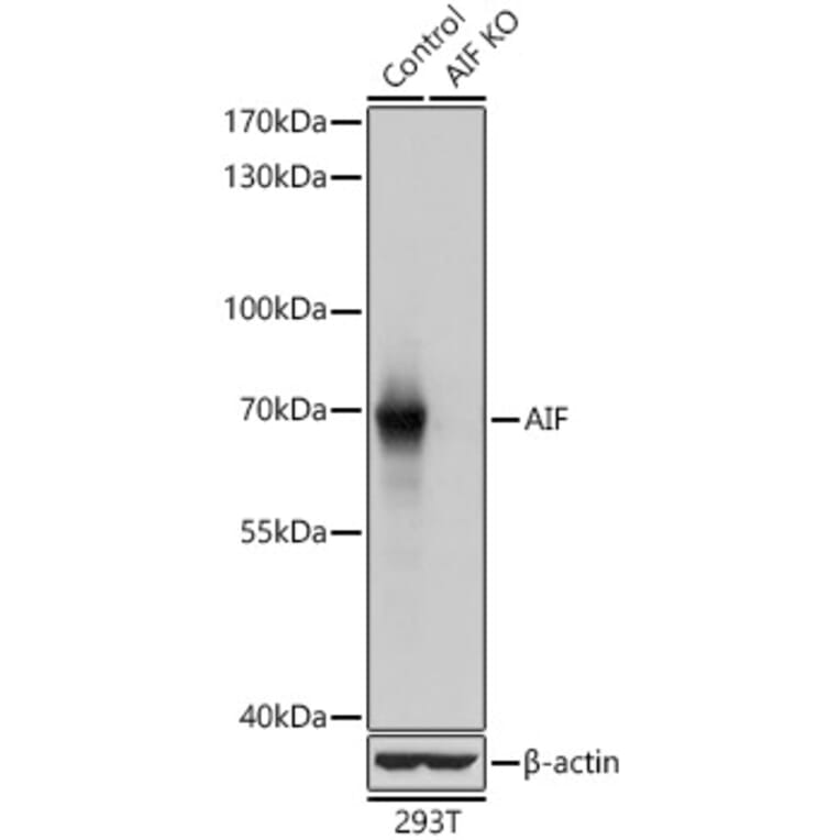 Western Blot - Anti-AIF Antibody (A14071) - Antibodies.com