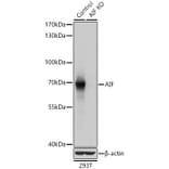 Western Blot - Anti-AIF Antibody (A14071) - Antibodies.com