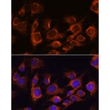 Immunofluorescence - Anti-AIF Antibody (A14071) - Antibodies.com