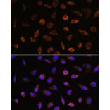 Immunofluorescence - Anti-AIF Antibody (A14071) - Antibodies.com