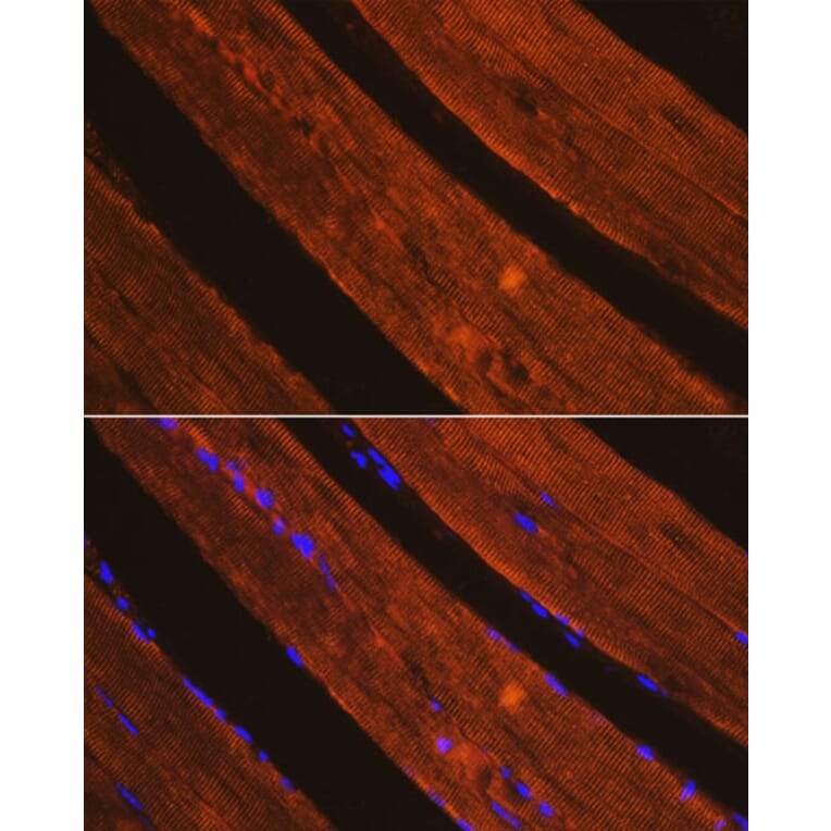 Immunofluorescence - Anti-AIF Antibody (A14071) - Antibodies.com