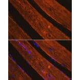Immunofluorescence - Anti-AIF Antibody (A14071) - Antibodies.com