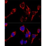 Immunofluorescence - Anti-AIF Antibody (A14071) - Antibodies.com
