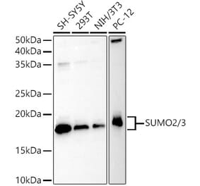 Western Blot - Anti-Sumo 2 Antibody (A14073) - Antibodies.com