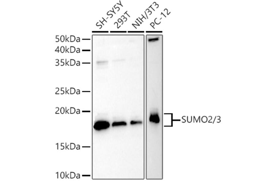 Western Blot - Anti-Sumo 2 Antibody (A14073) - Antibodies.com