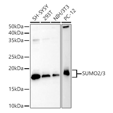 Western Blot - Anti-Sumo 2 Antibody (A14073) - Antibodies.com