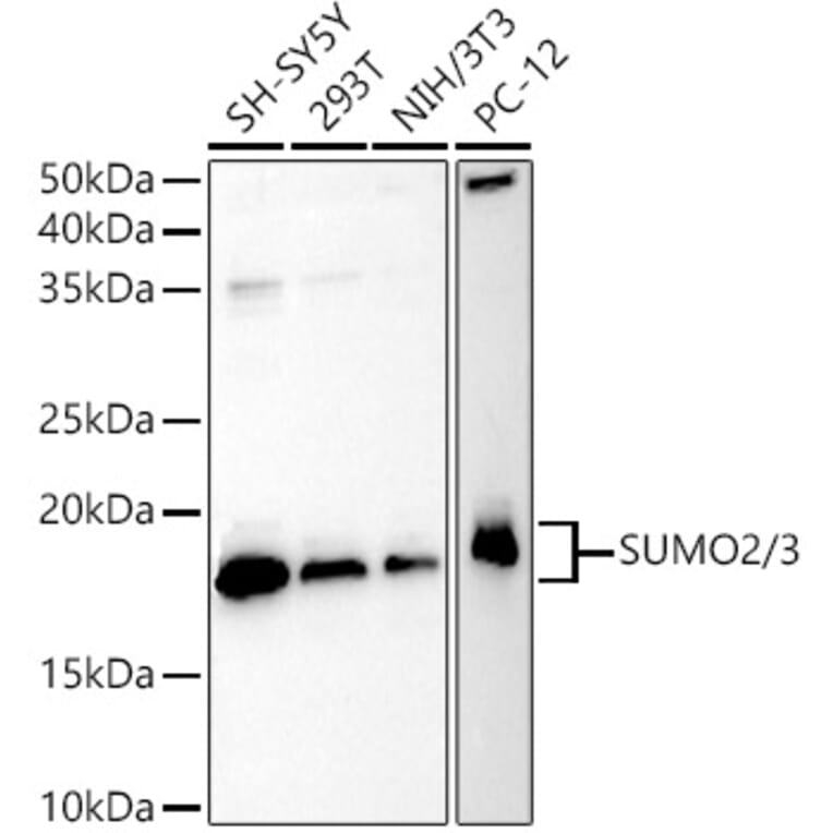 Western Blot - Anti-Sumo 2 Antibody (A14073) - Antibodies.com