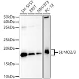Western Blot - Anti-Sumo 2 Antibody (A14073) - Antibodies.com