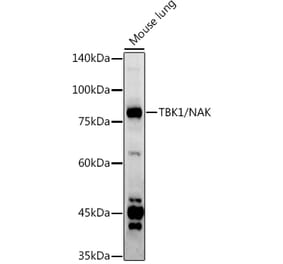 Western Blot - Anti-NAK/TBK1 Antibody (A14074) - Antibodies.com