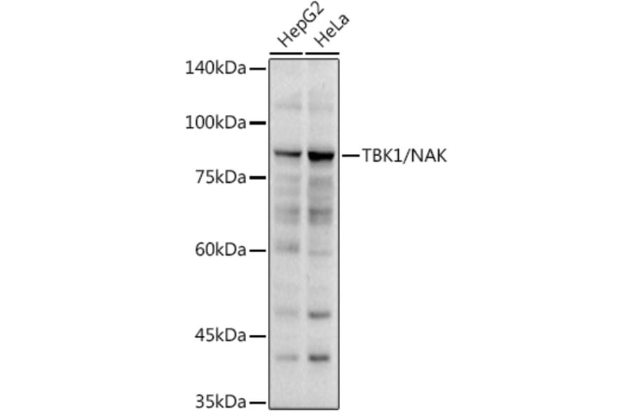 Western Blot - Anti-NAK/TBK1 Antibody (A14074) - Antibodies.com