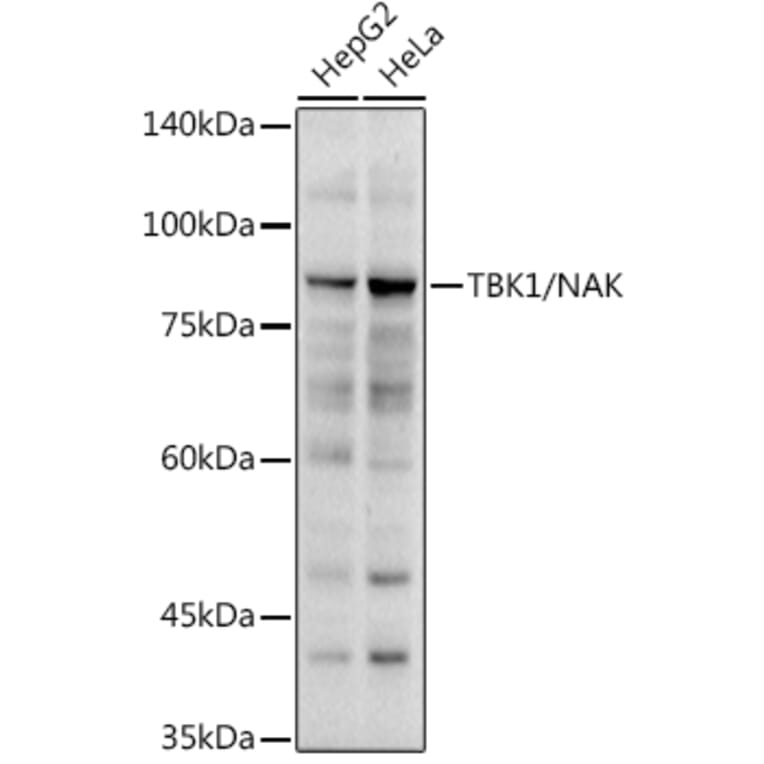 Western Blot - Anti-NAK/TBK1 Antibody (A14074) - Antibodies.com