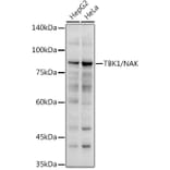 Western Blot - Anti-NAK/TBK1 Antibody (A14074) - Antibodies.com