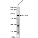 Western Blot - Anti-NAK/TBK1 Antibody (A14074) - Antibodies.com