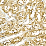 Immunohistochemistry - Anti-NAK/TBK1 Antibody (A14074) - Antibodies.com