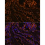 Immunofluorescence - Anti-Cytokeratin 7 Antibody (A14075) - Antibodies.com