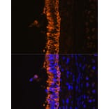 Immunofluorescence - Anti-Cytokeratin 7 Antibody (A14075) - Antibodies.com