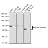 Western Blot - Anti-N WASP Antibody (A14077) - Antibodies.com