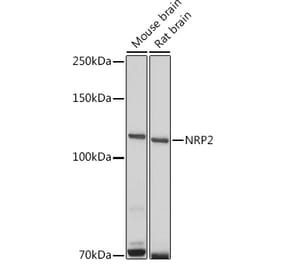 Western Blot - Anti-NRP2 Antibody (A14081) - Antibodies.com