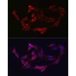 Immunofluorescence - Anti-NRP2 Antibody (A14081) - Antibodies.com