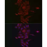 Immunofluorescence - Anti-NRP2 Antibody (A14081) - Antibodies.com