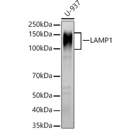 Western Blot - Anti-LAMP1 Antibody (A14082) - Antibodies.com