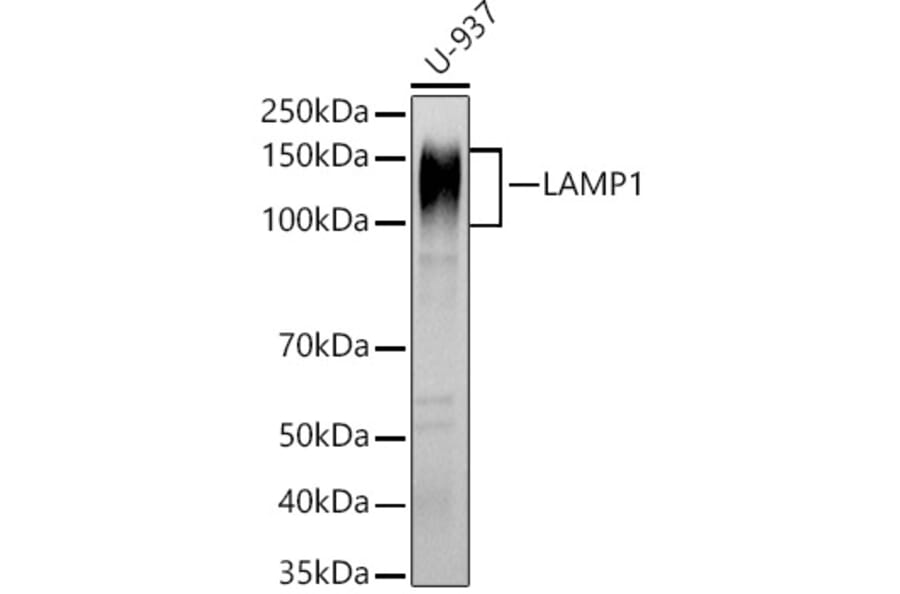 Western Blot - Anti-LAMP1 Antibody (A14082) - Antibodies.com