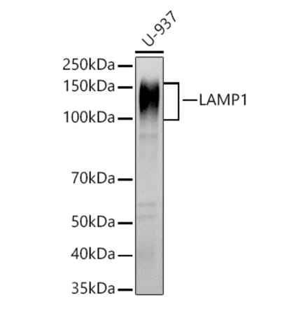 Western Blot - Anti-LAMP1 Antibody (A14082) - Antibodies.com