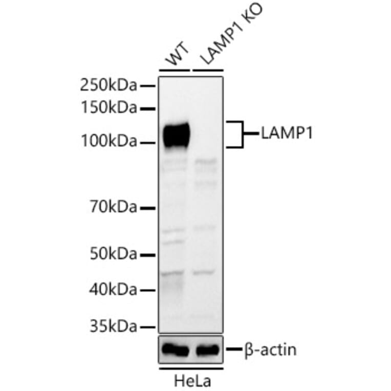Western Blot - Anti-LAMP1 Antibody (A14082) - Antibodies.com
