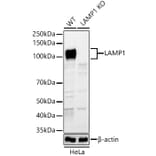 Western Blot - Anti-LAMP1 Antibody (A14082) - Antibodies.com