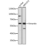 Western Blot - Anti-Vimentin Antibody (A14084) - Antibodies.com