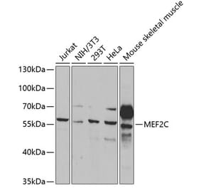 Western Blot - Anti-MEF2C Antibody (A14085) - Antibodies.com
