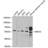 Western Blot - Anti-MEF2C Antibody (A14085) - Antibodies.com