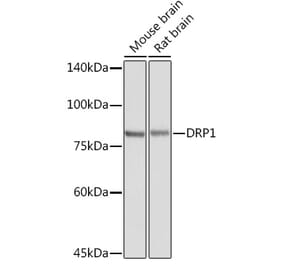 Western Blot - Anti-DRP1 Antibody (A14086) - Antibodies.com