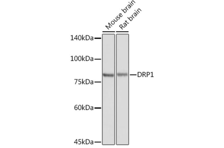 Western Blot - Anti-DRP1 Antibody (A14086) - Antibodies.com