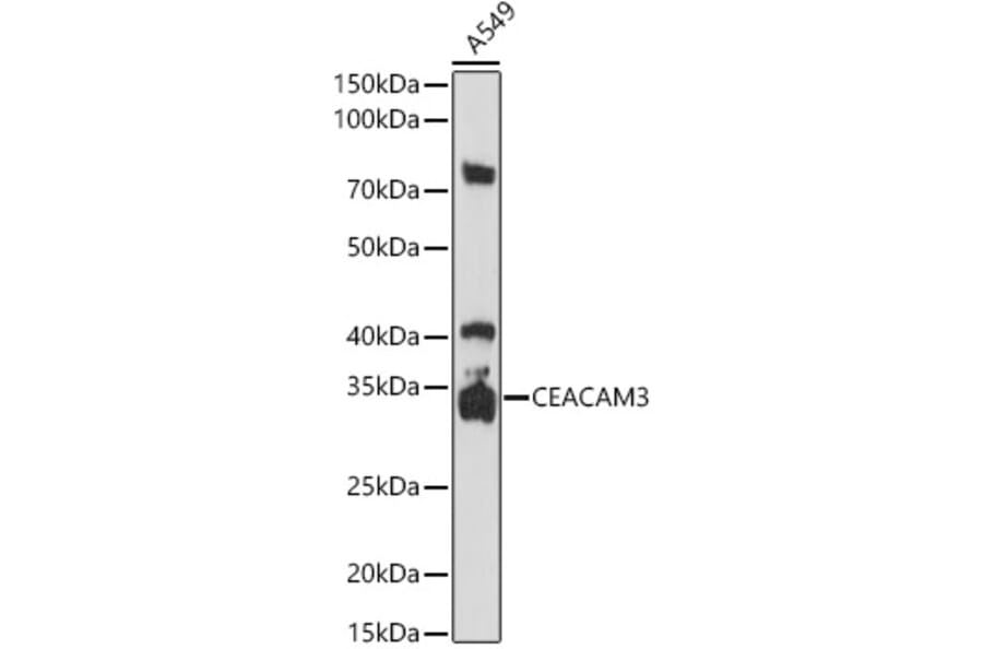 Western Blot - Anti-CEACAM3 Antibody (A14088) - Antibodies.com