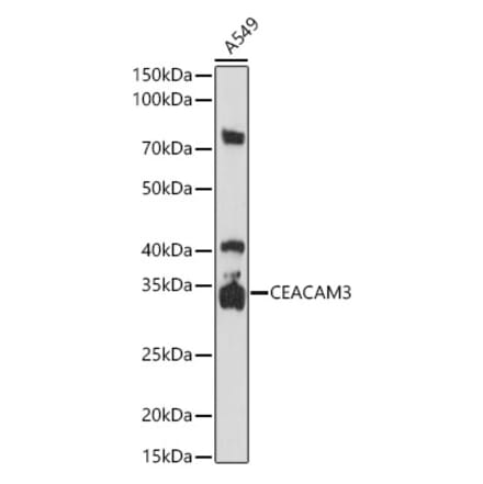 Western Blot - Anti-CEACAM3 Antibody (A14088) - Antibodies.com