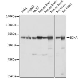 Western Blot - Anti-SDHA Antibody (A14093) - Antibodies.com