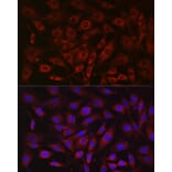 Immunofluorescence - Anti-SDHA Antibody (A14093) - Antibodies.com