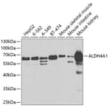 Western Blot - Anti-ALDH4A1/P5CDH Antibody (A14094) - Antibodies.com