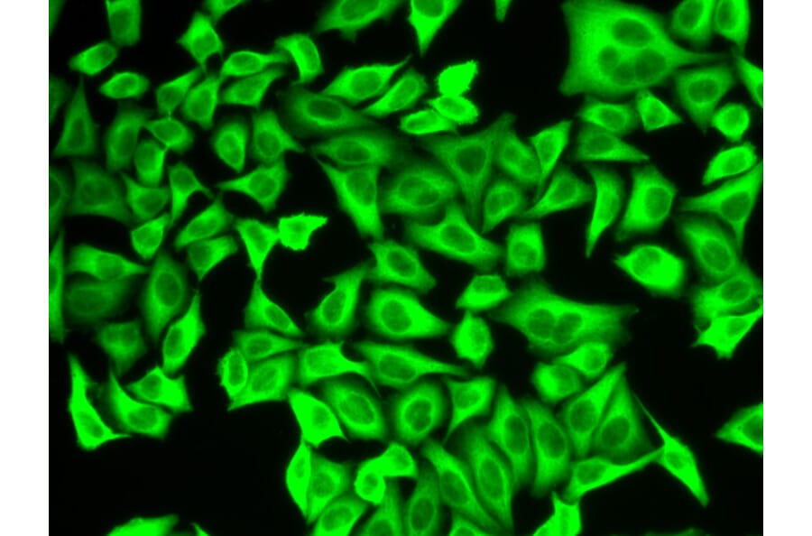 Immunofluorescence - Anti-ALDH4A1/P5CDH Antibody (A14094) - Antibodies.com