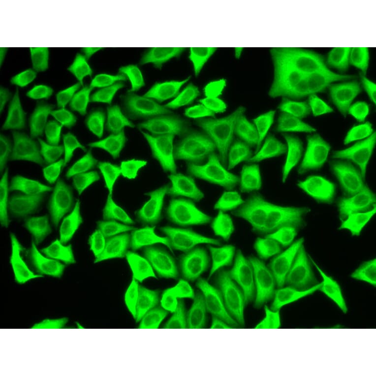 Immunofluorescence - Anti-ALDH4A1/P5CDH Antibody (A14094) - Antibodies.com
