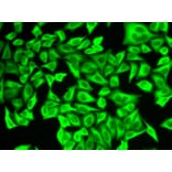 Immunofluorescence - Anti-ALDH4A1/P5CDH Antibody (A14094) - Antibodies.com