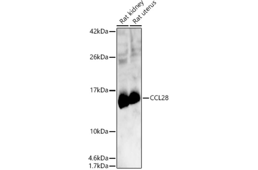 Western Blot - Anti-CCL28 Antibody (A14095) - Antibodies.com