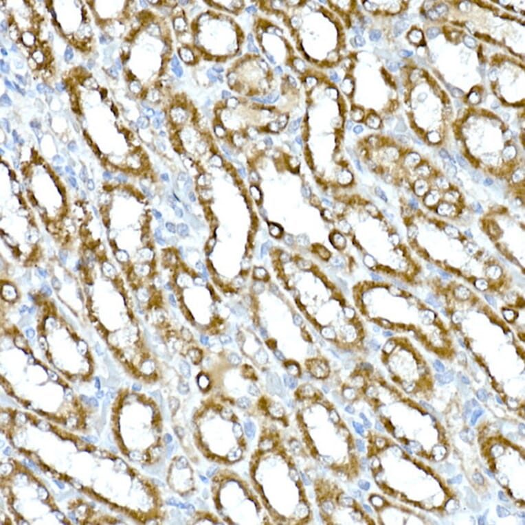 Immunohistochemistry - Anti-MIRO2 Antibody (A14096) - Antibodies.com